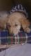 Golden Retriever Puppies for sale in Shalimar Bagh, New Delhi, Delhi 110088, India. price: NA