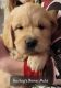 Golden Retriever Puppies for sale in Quakertown, PA 18951, USA. price: NA