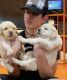 Golden Retriever Puppies for sale in Los Angeles, CA 90019, USA. price: $950