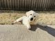 Golden Retriever Puppies for sale in Fayetteville, AR, USA. price: $2,500