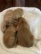 Golden Retriever Puppies for sale in Wykoff, MN 55990, USA. price: NA
