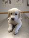 Golden Retriever Puppies for sale in Yuma, CO 80759, USA. price: NA