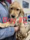 Golden Retriever Puppies for sale in Stephen, MN 56757, USA. price: NA