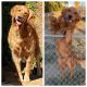 Golden Retriever Puppies for sale in Yucaipa, CA, USA. price: $1,600