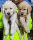 Golden Retriever Puppies for sale in Chikkana Layout, Kammanahalli, Bengaluru, Karnataka 560043, India. price: 6000 INR