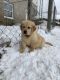 Golden Retriever Puppies for sale in Northeast Ohio, OH, USA. price: $850