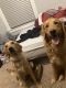 Golden Retriever Puppies for sale in Henderson, NC, USA. price: $700
