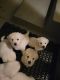 Golden Retriever Puppies for sale in Corona, CA, USA. price: $1,000
