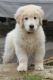 Golden Retriever Puppies for sale in Dallas, TX, USA. price: $550