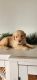 Golden Retriever Puppies for sale in Springfield, MO, USA. price: $500