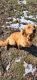 Golden Retriever Puppies for sale in Springfield, MO, USA. price: $500