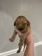 Golden Retriever Puppies for sale in Aurora, CO, USA. price: $1,000