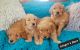 Golden Retriever Puppies for sale in Dassel, MN 55325, USA. price: $675
