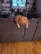 Golden Retriever Puppies for sale in Wooster, OH 44691, USA. price: NA