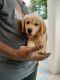 Golden Retriever Puppies for sale in Bypass Road, Madurai, Tamil Nadu 625018, India. price: 20000 INR