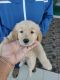 Golden Retriever Puppies for sale in Jaipur, Rajasthan, India. price: NA