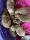 Golden Retriever Puppies for sale in Richmond, MN 56368, USA. price: $1,250