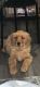 Golden Retriever Puppies for sale in Jamaica, Queens, NY, USA. price: NA