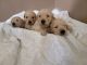 Golden Retriever Puppies for sale in Corsicana, TX, USA. price: NA