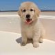 Golden Retriever Puppies for sale in Alan Terrace, Jersey City, NJ 07306, USA. price: NA