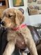 Golden Retriever Puppies for sale in Cranston, RI, USA. price: $1,195