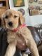Golden Retriever Puppies for sale in Cranston, RI, USA. price: $1,195