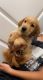Golden Retriever Puppies for sale in Phoenix, AZ, USA. price: $1,200