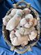 Golden Retriever Puppies for sale in Leesburg, VA, USA. price: $2,500