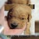 Golden Retriever Puppies for sale in Athol, ID 83801, USA. price: $1,200
