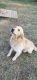 Golden Retriever Puppies for sale in Springfield, MO, USA. price: $250