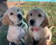 Golden Retriever Puppies for sale in Lubbock, TX 79423, USA. price: $1,800
