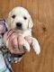 Golden Retriever Puppies for sale in Boise, ID, USA. price: $600