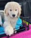 Golden Retriever Puppies for sale in Dallas, TX, USA. price: NA