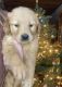 Golden Retriever Puppies for sale in Leominster, MA, USA. price: $2,000