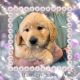 Golden Retriever Puppies for sale in Ehrhardt, SC 29081, USA. price: NA