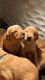 Golden Retriever Puppies for sale in Sacramento, CA, USA. price: NA
