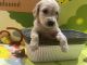 Golden Retriever Puppies for sale in Riverview, FL, USA. price: $2,000