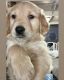 Golden Retriever Puppies for sale in Redmond, OR 97756, USA. price: $1,200