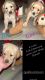 Golden Retriever Puppies for sale in Tulare, CA 93274, USA. price: $900