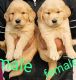 Golden Retriever Puppies for sale in 6, Jaipur Golden Hospital Rd, Pocket 1, Sector 3A, Rohini, Delhi, 110085, India. price: 12000 INR