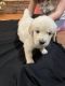 Golden Retriever Puppies for sale in Oakland, TN, USA. price: $1,200
