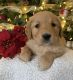 Golden Retriever Puppies for sale in Iselin, NJ 08830, USA. price: $1,000