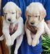 Golden Retriever Puppies for sale in Bhattarahalli, Karnataka 562123, India. price: 17 INR