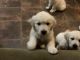 Golden Retriever Puppies for sale in Fort Worth, TX, USA. price: NA