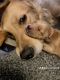 Golden Retriever Puppies for sale in Newberg, OR 97132, USA. price: NA