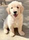 Golden Retriever Puppies for sale in Bharat Heavy Electricals Limited, Hyderabad, Telangana, India. price: 25000 INR