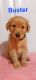 Golden Retriever Puppies for sale in Peshtigo, WI, USA. price: $1,000