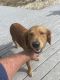 Golden Retriever Puppies for sale in 208 89th St, Virginia Beach, VA 23451, USA. price: $250