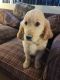 Golden Retriever Puppies for sale in Whittier, CA, USA. price: $1,000