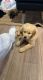 Golden Retriever Puppies for sale in Boulder, CO, USA. price: $600